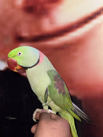 Raw tamed + breeding pair