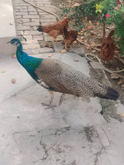 Blue shoulder peacock pair