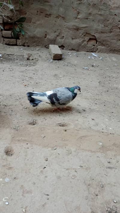 Healthy bird for sale
