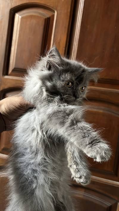 Baby kitten unique Color