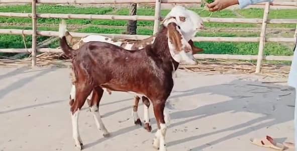 desi Bakra for Sale Mashallah Call  03405796364