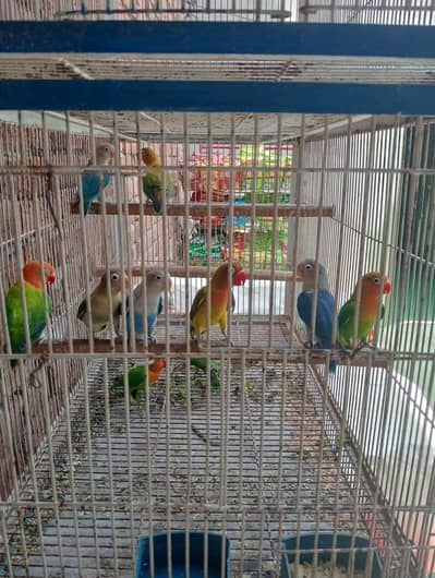 cage or bird