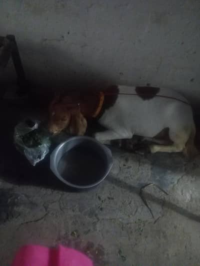 Bakra