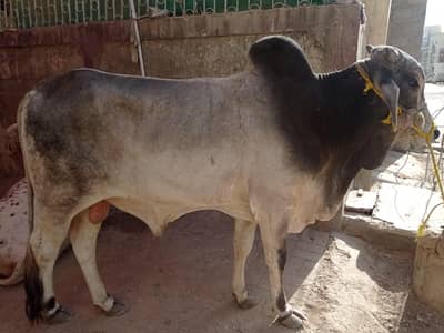 2 Daant Bachra