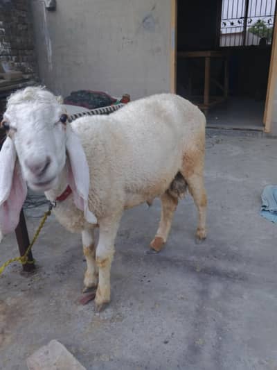 sheep forsale