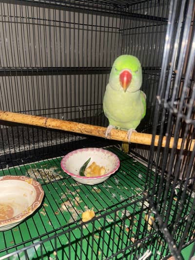 green parrot