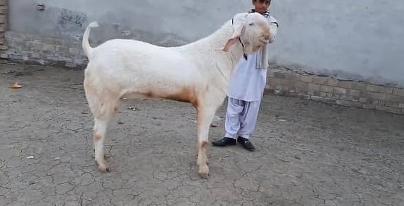 Qurbani ke liye Bakra For Sale/ 03704685463