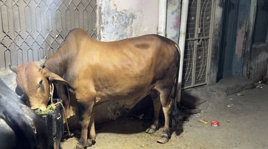 Qurbani bull