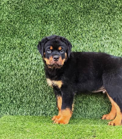 PUNCH FACE ROTTWELLER PUPPY AVAILABLE FOR SALE