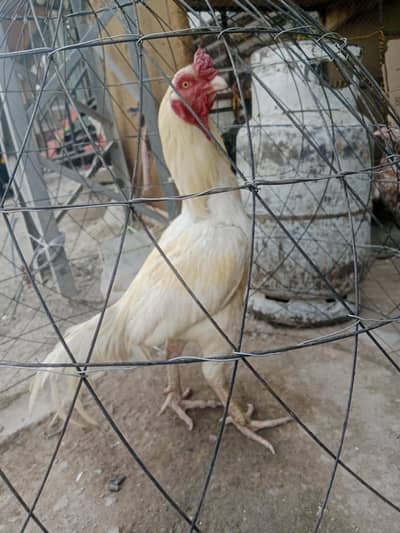 hen for sale