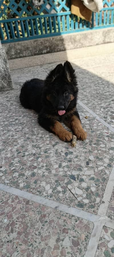 German Shepherd female triple coat  quality 100%