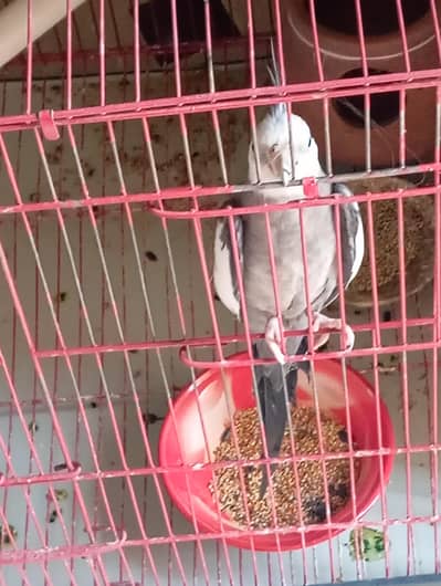 Male cocktail parrot for sale