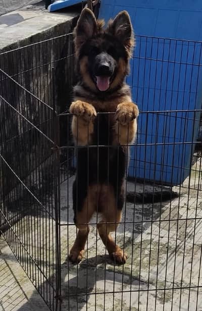 VERY HIGH QUALITY GERMAN SHEHPERD PUPPY AVAILABLE FOR SALE