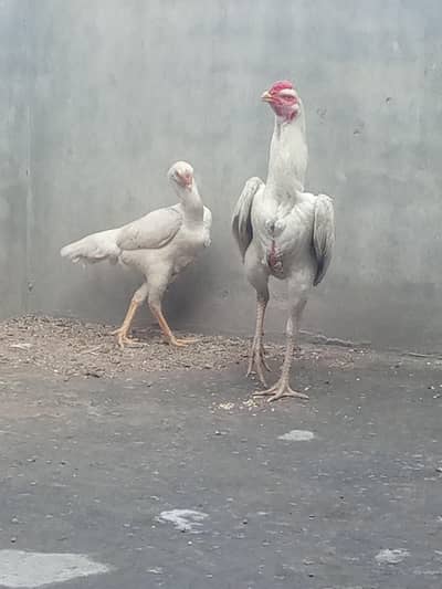 wite shamo pair for small urjant sall