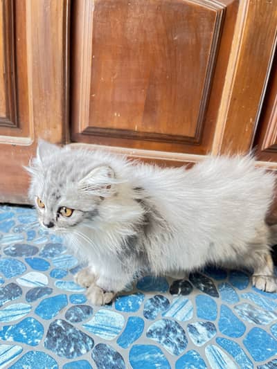Baby kitten unique Color