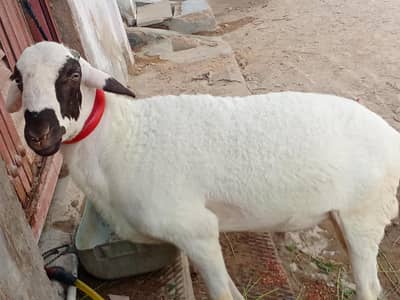 Dumba (Male) 2 dant pura ha