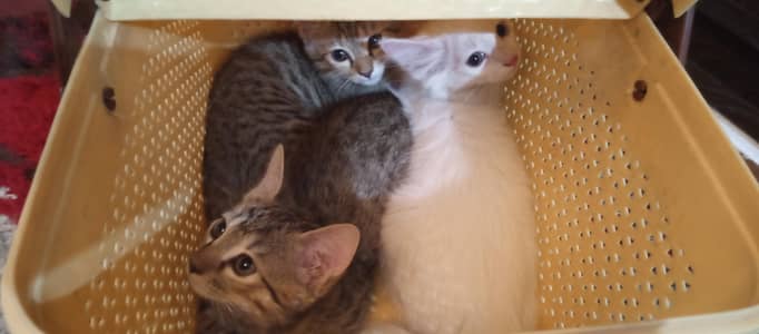 Cat and kittens for adoption