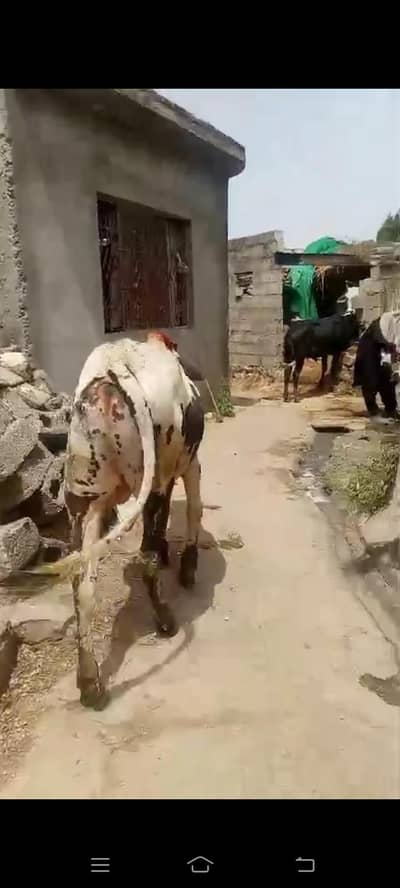 desi bahra