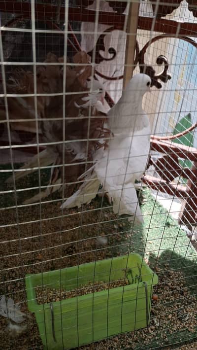 Pigeons 2 pairs with male baby  total 5 pice