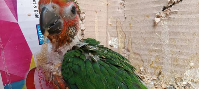 jhanda conure