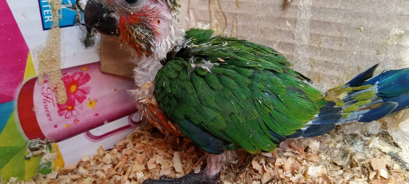 jhanda conure 1