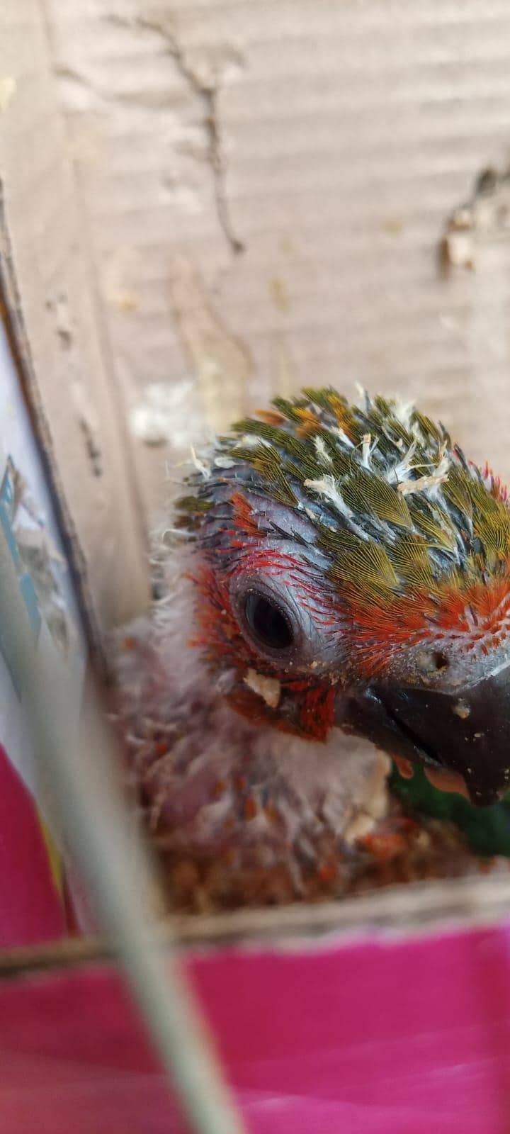 jhanda conure 2