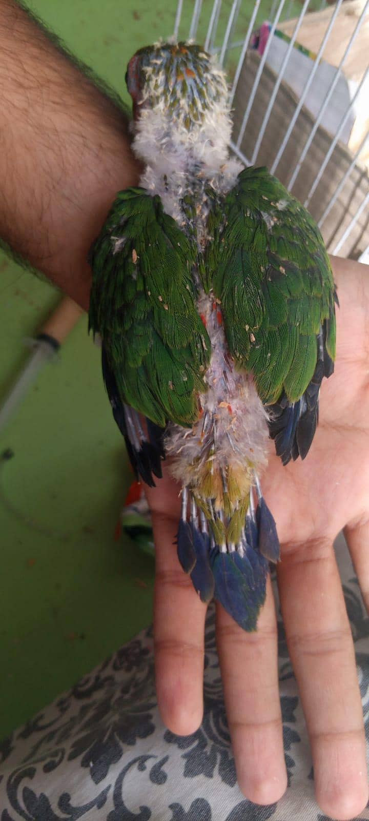 jhanda conure 3