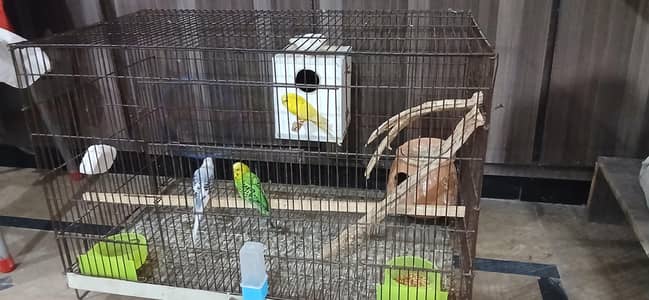Australian parrots 2 breader pairs and 2.5 feet cage