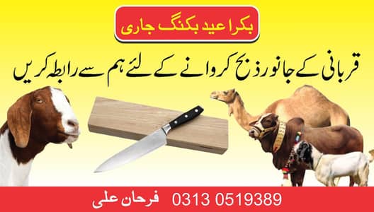 Qasai available 03130519389