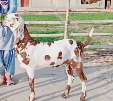 desi Bakra for sale/03188975675