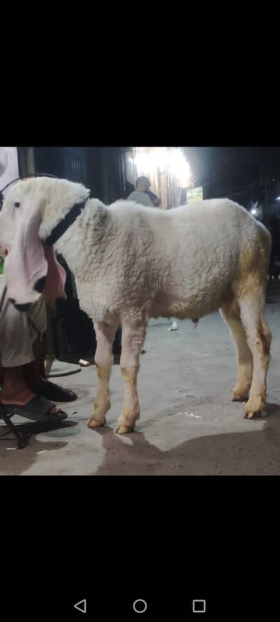 #kajla#kajla chatra#chatra#Bakra#mundra chatra#mundra#sheep