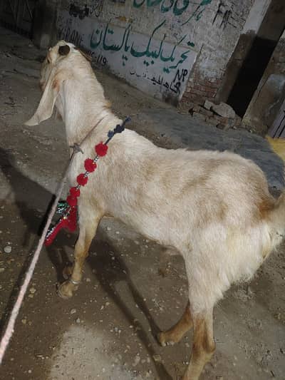 2 daant bakra very beautiful healthy and active