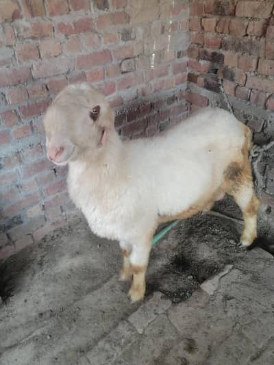 pure mundra 2 dant best for qurbani