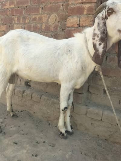 purana kahana Kashmir pati 03066249934