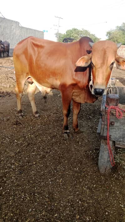 Qurbani Janwar | Bull | Bachra | بچرا | cow for sale
