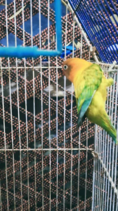Lovebirds