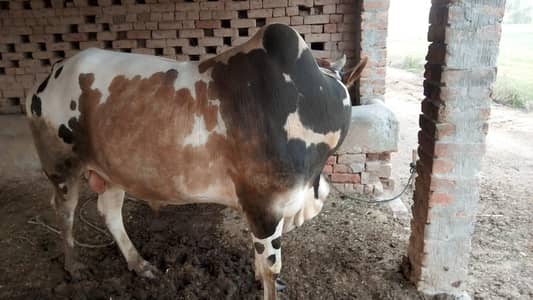 vohra for sale