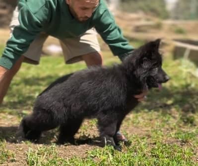 EXTREME QUALITY BLACK GERMAN PUPPY AVAILABLE FOR SALR