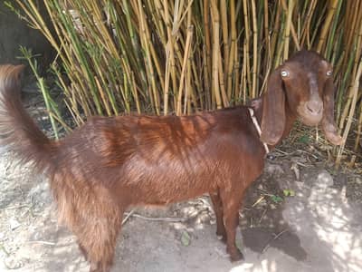 goats