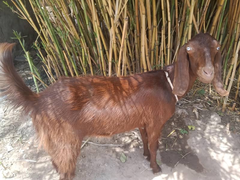 goats 0