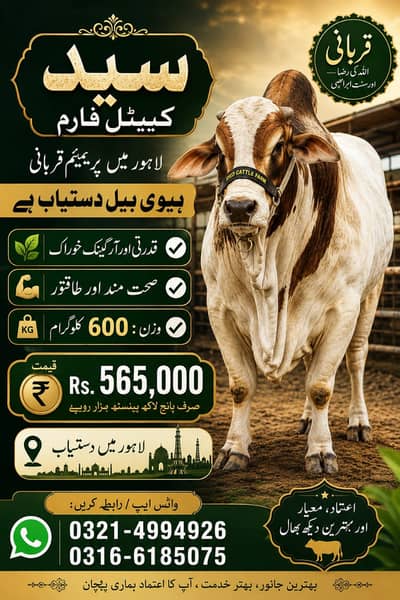 Premium Heavy Bull 600KG | Bachra | Wacha | Qurbani bull for sale
