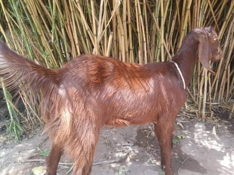 goats 1