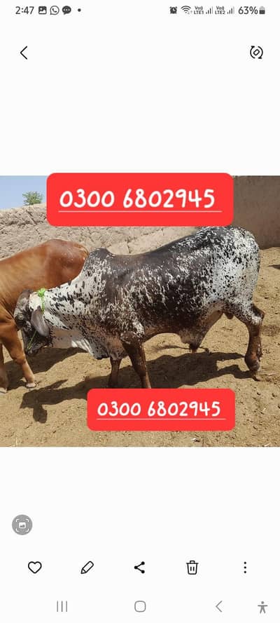 Cholstani Wacha 2  dant for sale total 4