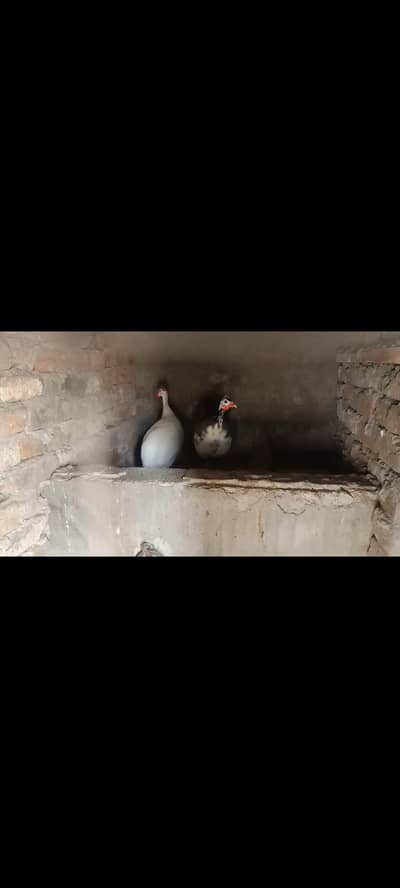 teetar pair
