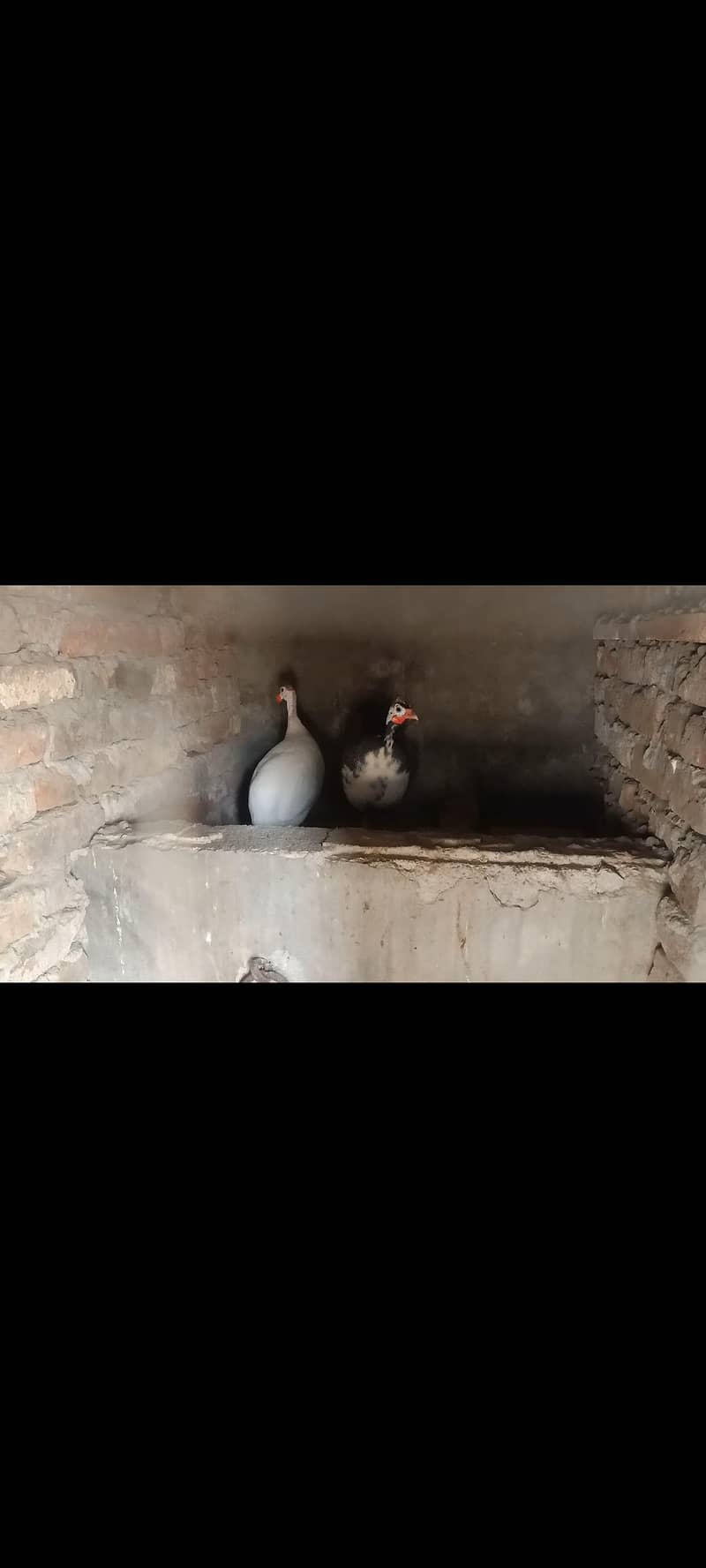 teetar pair 0