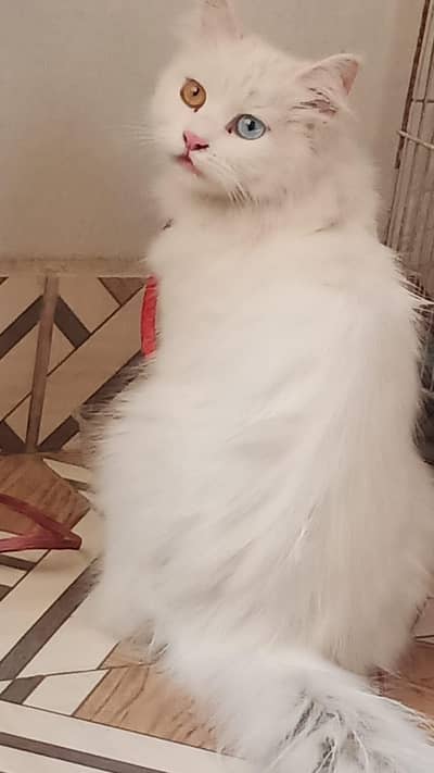 Persian Cat for sale