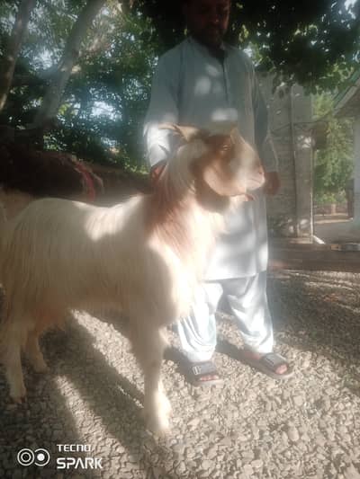 Healthy Male Goat for Sale – Strong & Active