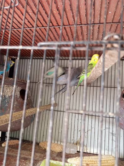 Bagries K 3 Pair Hein Aur 4 Piece Love Birds K For Sale Hein