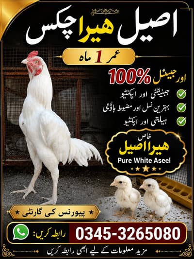 Heera Aseel White