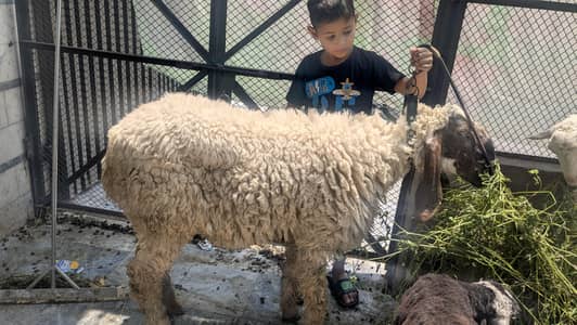 qurbani 2026